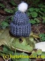 /home//u458753944/public_html/sourcegallery/////////////////////////////////Frogs/Bullfrogs 2020-09 Upper Merion/P9280712.JPG